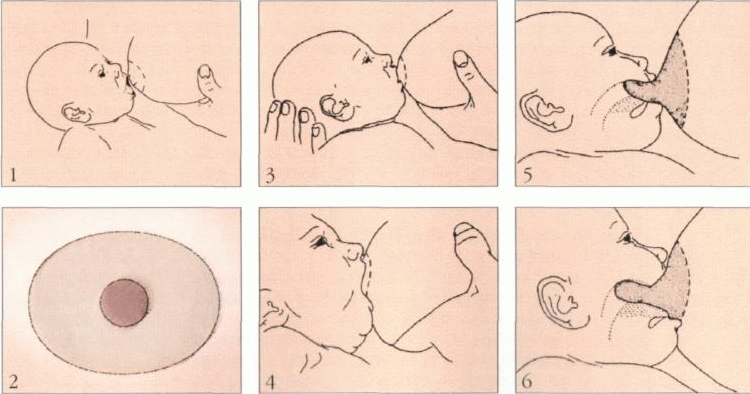 як годувати новонародженого груддю